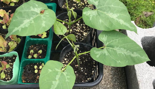 まったく初めての植物　ムクナ豆　を植えてみた