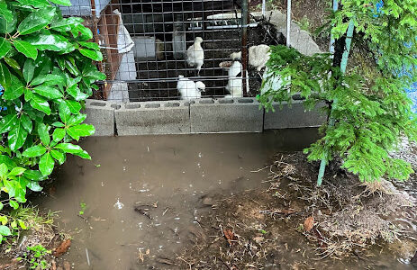 大雨で鶏小屋浸水　骨鶏たちを農作業場に移動しました