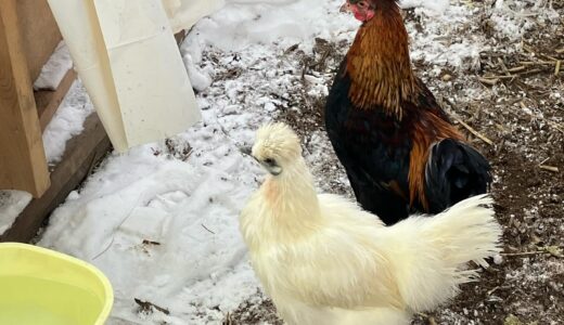 吹雪が吹き込む鶏小屋