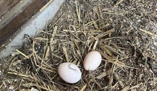 今日は雌鶏2羽とも卵を産んだ