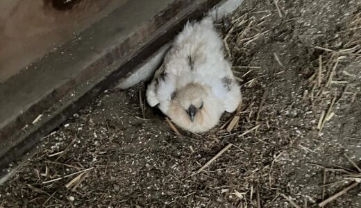 大雛はボスたちと同居　そしてウコはまた抱卵開始