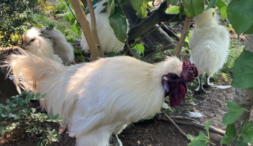 本日の烏骨鶏たち