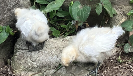 烏骨鶏のひよこたち　もうすぐ１か月