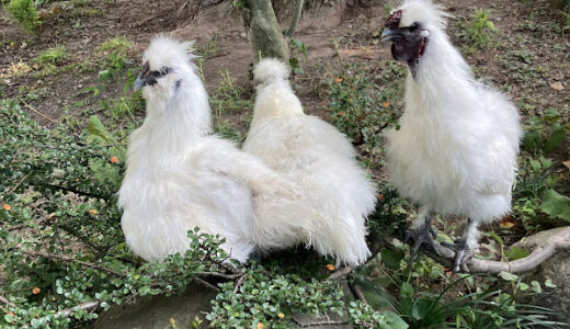 4月生まれの烏骨鶏たち５か月　成鶏になりました