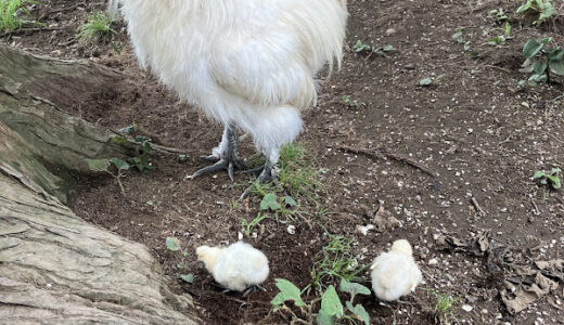 ひよこ誕生10日目　幸せな烏骨鶏のボス一家