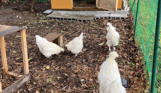 鶏の鳴き声には意味があります