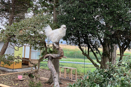 超ごきげんななめな烏骨鶏の雄鶏ヒヨ