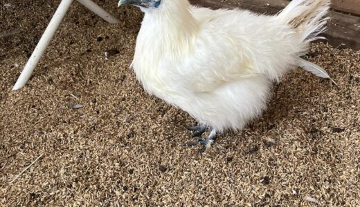 砂浴び大好き　烏骨鶏の雌鶏