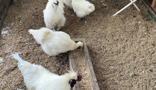 明けましておめでとうございます　今年もわが家の烏骨鶏たちをよろしく！